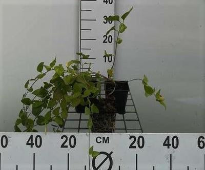 Vinca major