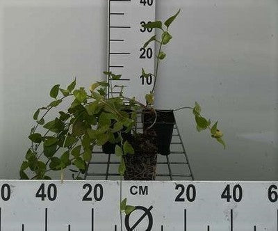 Vinca major
