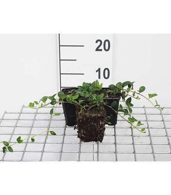 Vinca minor 'Alba'