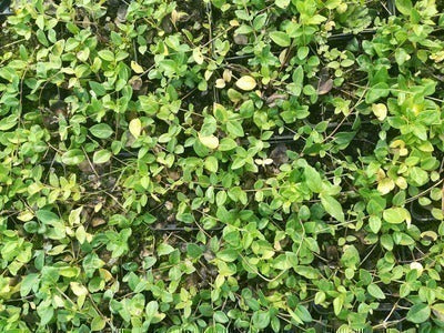 Vinca minor 'Anna'