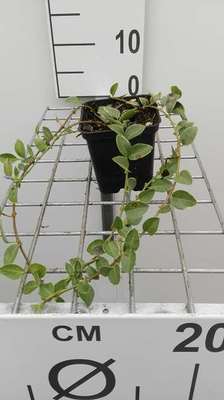 Vinca minor 'Argenteovariegata'