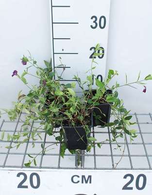 Vinca minor 'Atropurpurea' (='rubra')