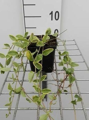 Vinca minor 'Aureovariegata'