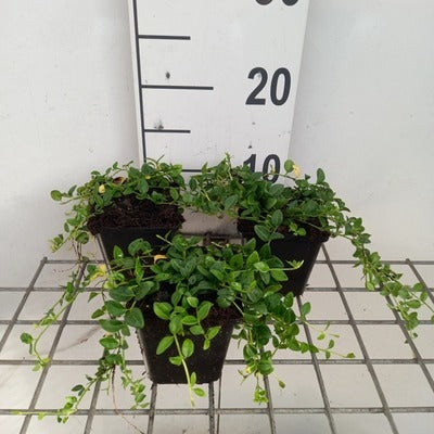 Vinca minor 'Elisa'®