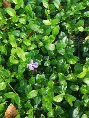 Vinca minor 'Flower Power'