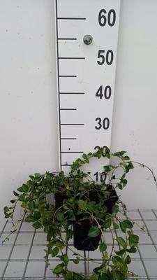Vinca minor 'La Grave' (='bowles variety')