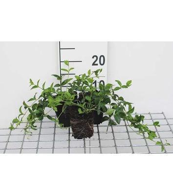 Vinca minor