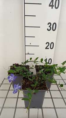Vinca minor 'Marie'®