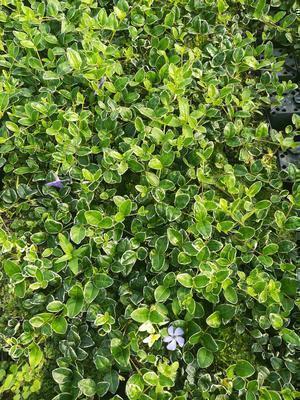 Vinca minor 'Ralph Shugert'