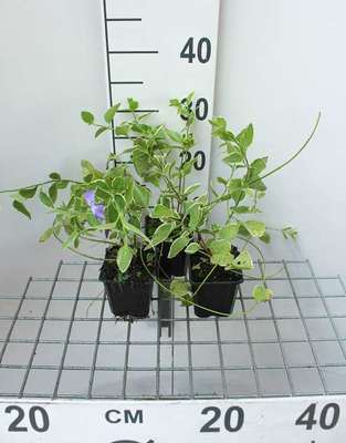 Vinca major 'Variegata' (='elegantissima')