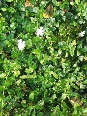 Vinca minor 'White Power'