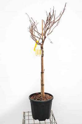 Wisteria brach. 'Showa-beni'