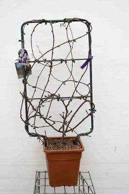 Wisteria brach. 'Yokohama Fuji'