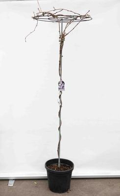 Wisteria brach. 'Yokohama Fuji'