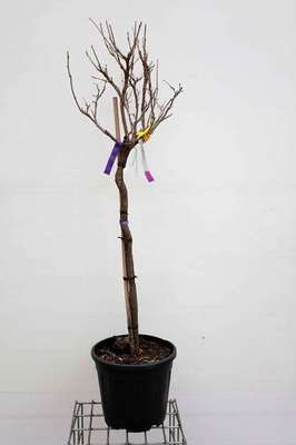 Wisteria fl. 'Domino' (= 'issai')
