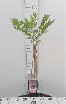 Wisteria fl. 'Honbeni' (= 'rosea/pink ice')