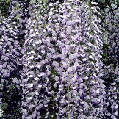 Wisteria fl. 'Multijuga' (=macrobot./naganoda)