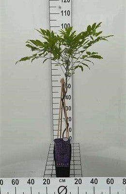 Wisteria fl. 'Multijuga' (=macrobot./naganoda)