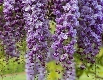 Wisteria fl. 'Violacea Plena' (='black dragon')