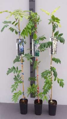 Wisteria sin. 'Alba'