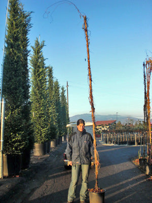 Wisteria sinensis
