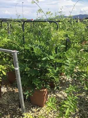 Wisteria sinensis