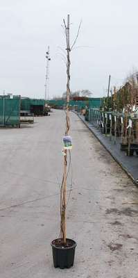 Wisteria sinensis