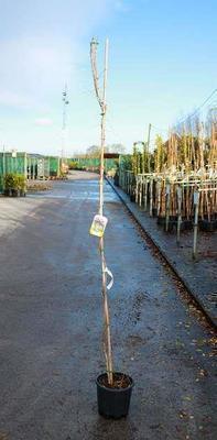 Wisteria sin. 'Prolific' (= 'boskoop')