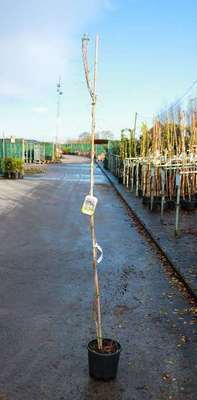 Wisteria sin. 'Prolific' (= 'boskoop')