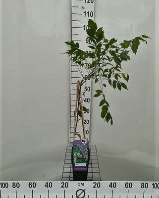 Wisteria sin. 'Prolific' (= 'boskoop')