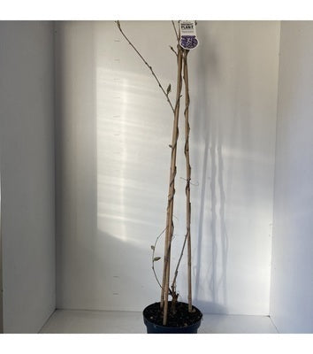 Wisteria sin. 'Prolific' (= 'boskoop')