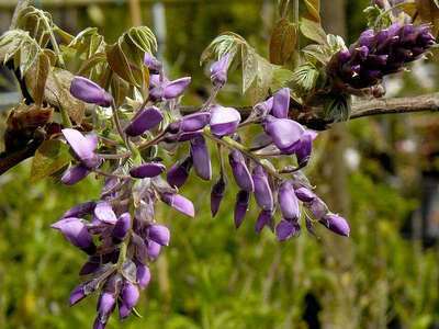Wisteria brach. 'Yokohama Fuji'