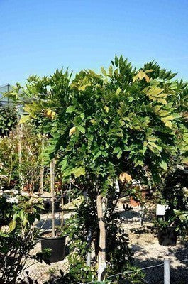 Wisteria fl. 'Alba'