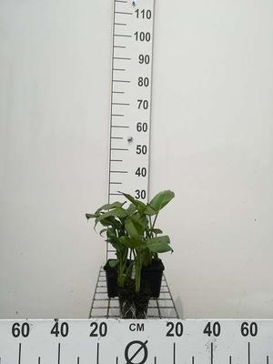 Zantedeschia aethiopica