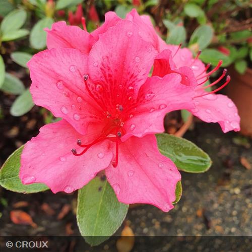 AZALEA japonica 'Adagio'