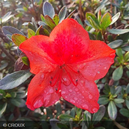 AZALEA japonica 'Crouxii Elvire'