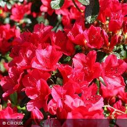 AZALEA japonica 'Crouxii Oronte'