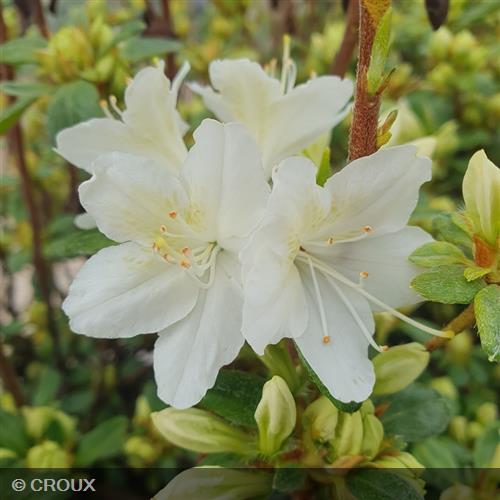 AZALEA japonica 'White Lady'