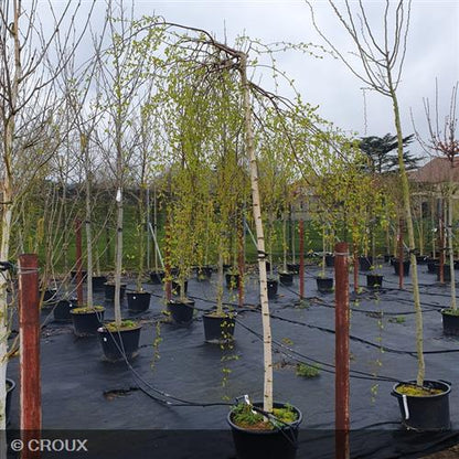 BETULA verrucosa 'Youngii'