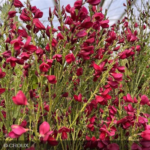 CYTISUS  scoparius 'Boskoop Ruby'