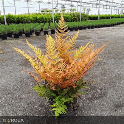 DRYOPTERIS erythrosora