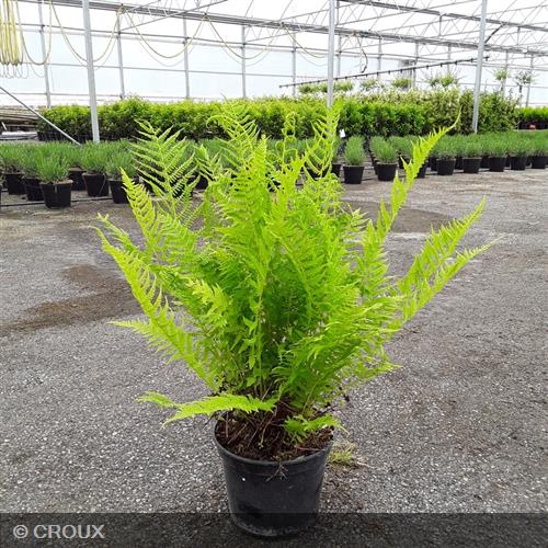DRYOPTERIS filix-mas