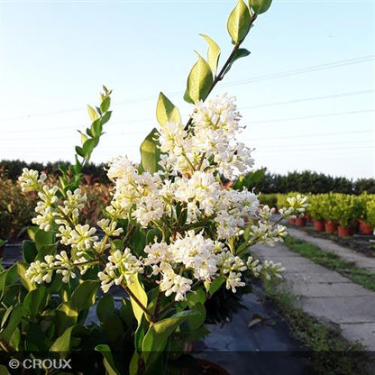LIGUSTRUM japonicum 'Texanum'