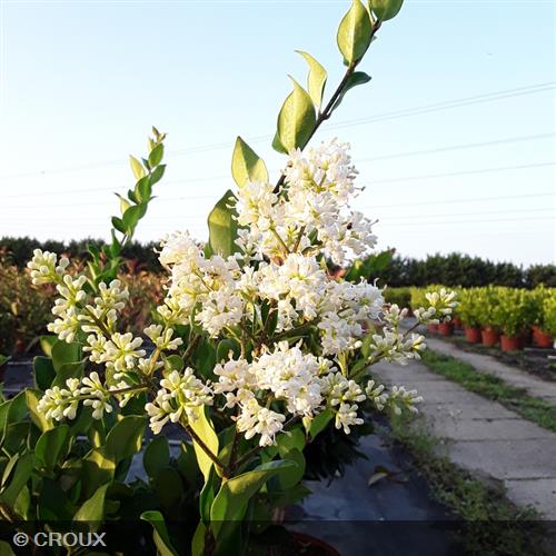 LIGUSTRUM japonicum 'Texanum'