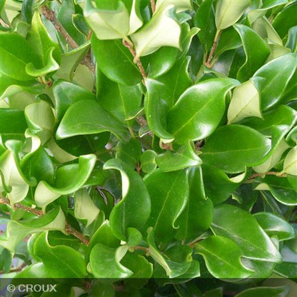 LIGUSTRUM japonicum 'Texanum'