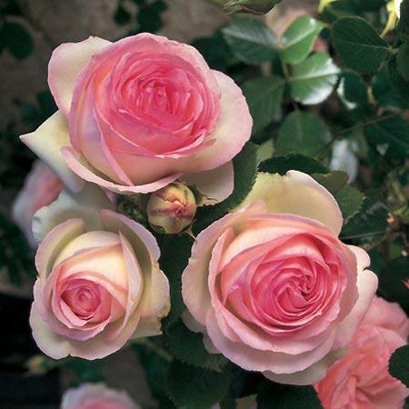 ROSA grimpant 'Pierre de ronsard'