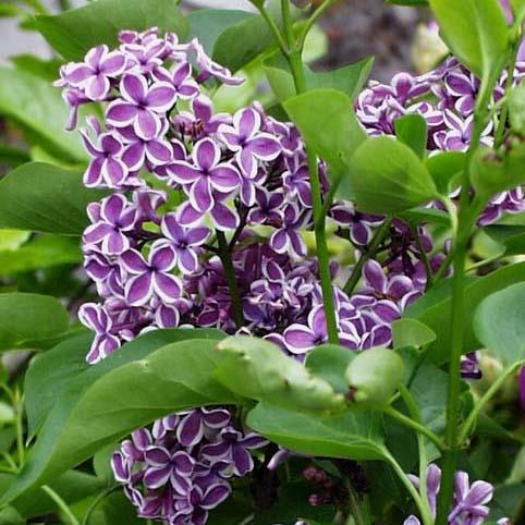 SYRINGA vulgaris 'Sensation'