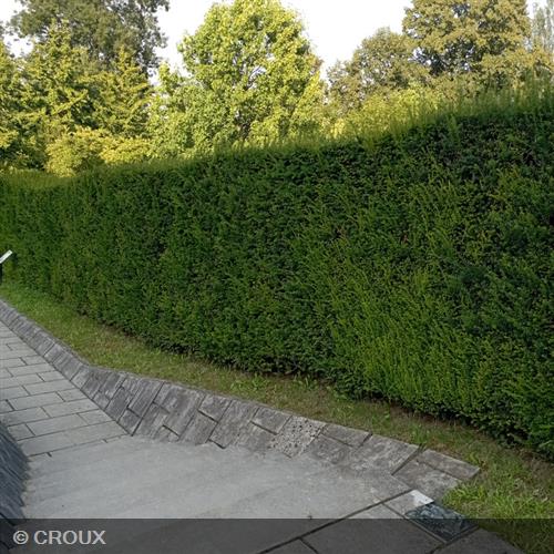 TAXUS baccata