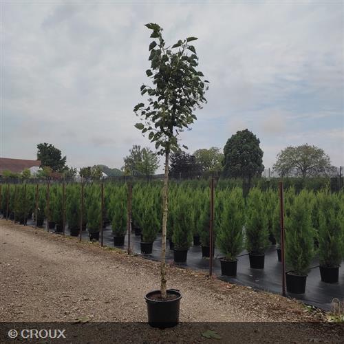 TILIA henryana