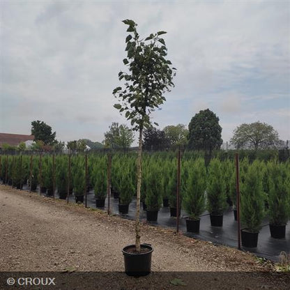TILIA henryana